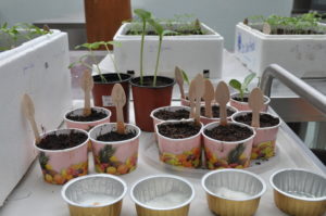 semis de plants potagers dans différents contenants de récupération
