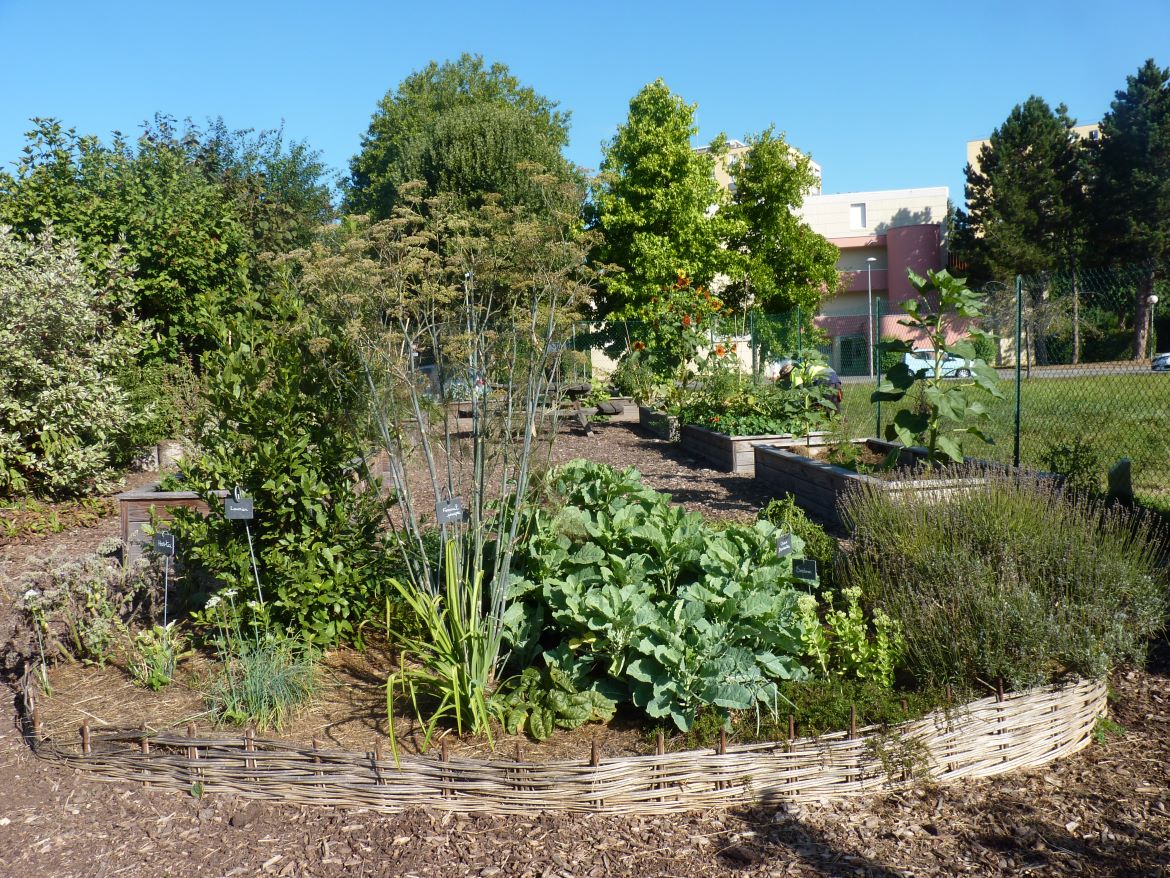 Potager démonstratif de la Douce: les légumes perpétuels