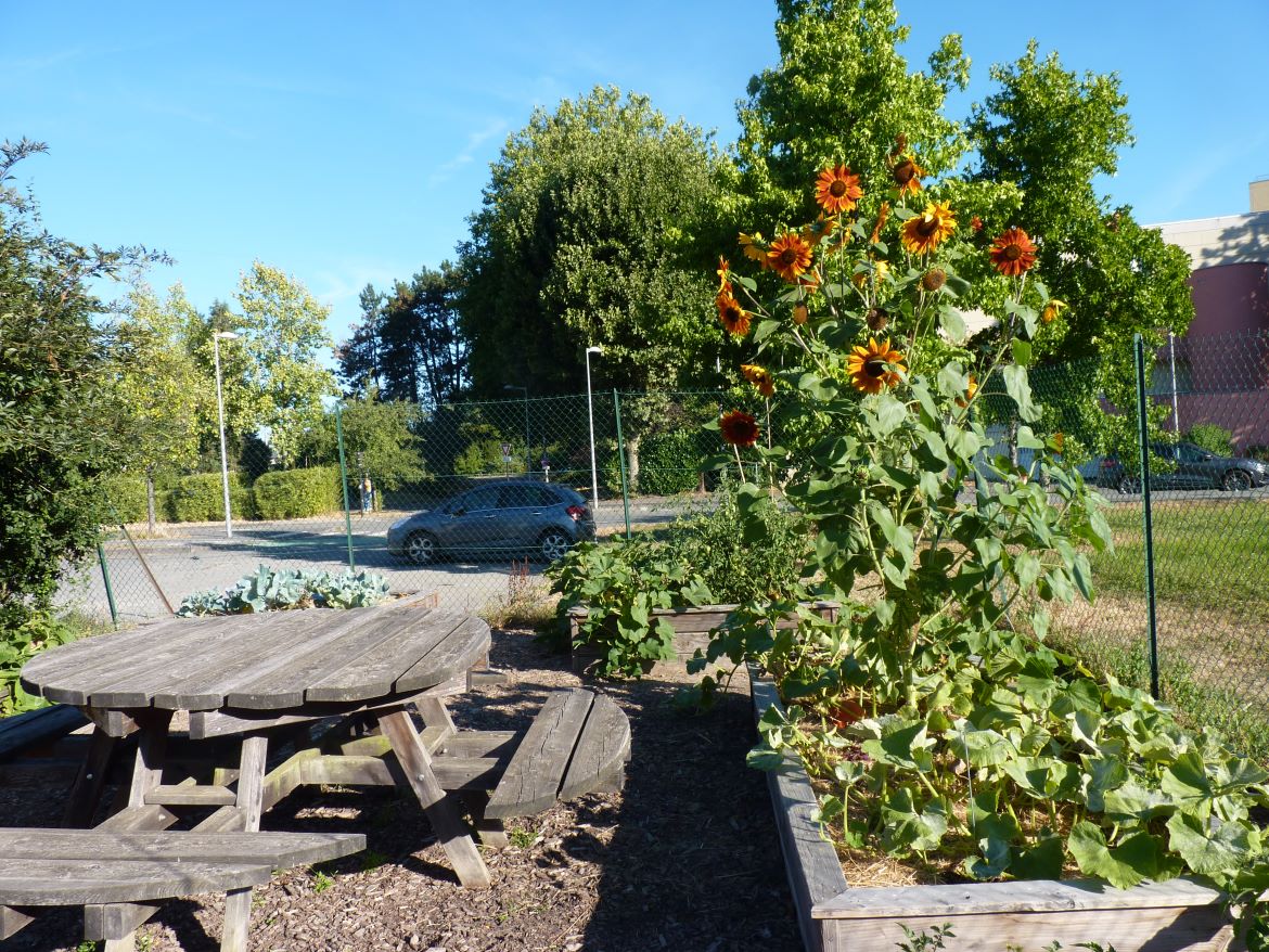 Potager démonstratif de la Douce: des tournesols géants