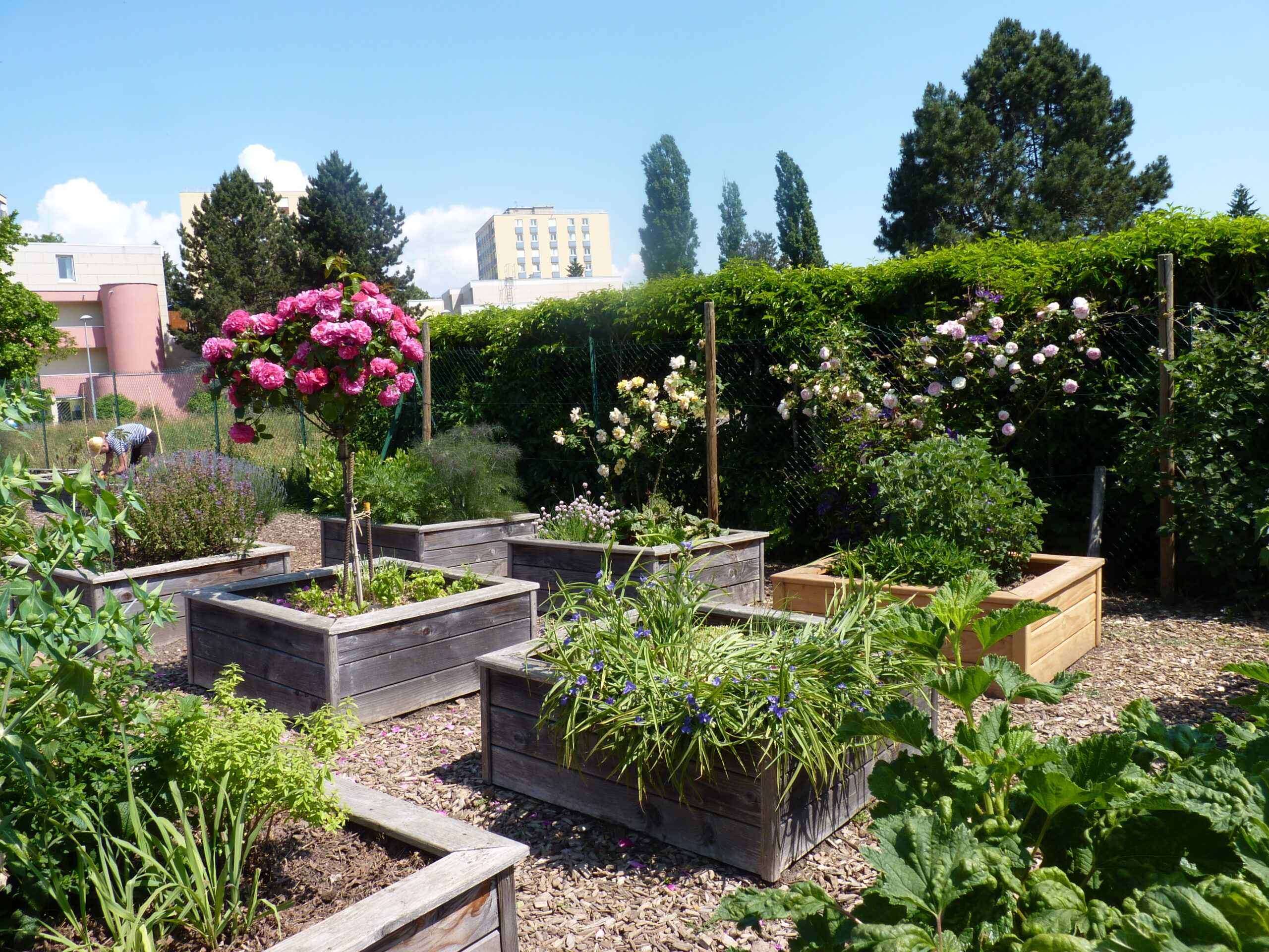 Jardin de la Douce 05/23 bacs aromatiques