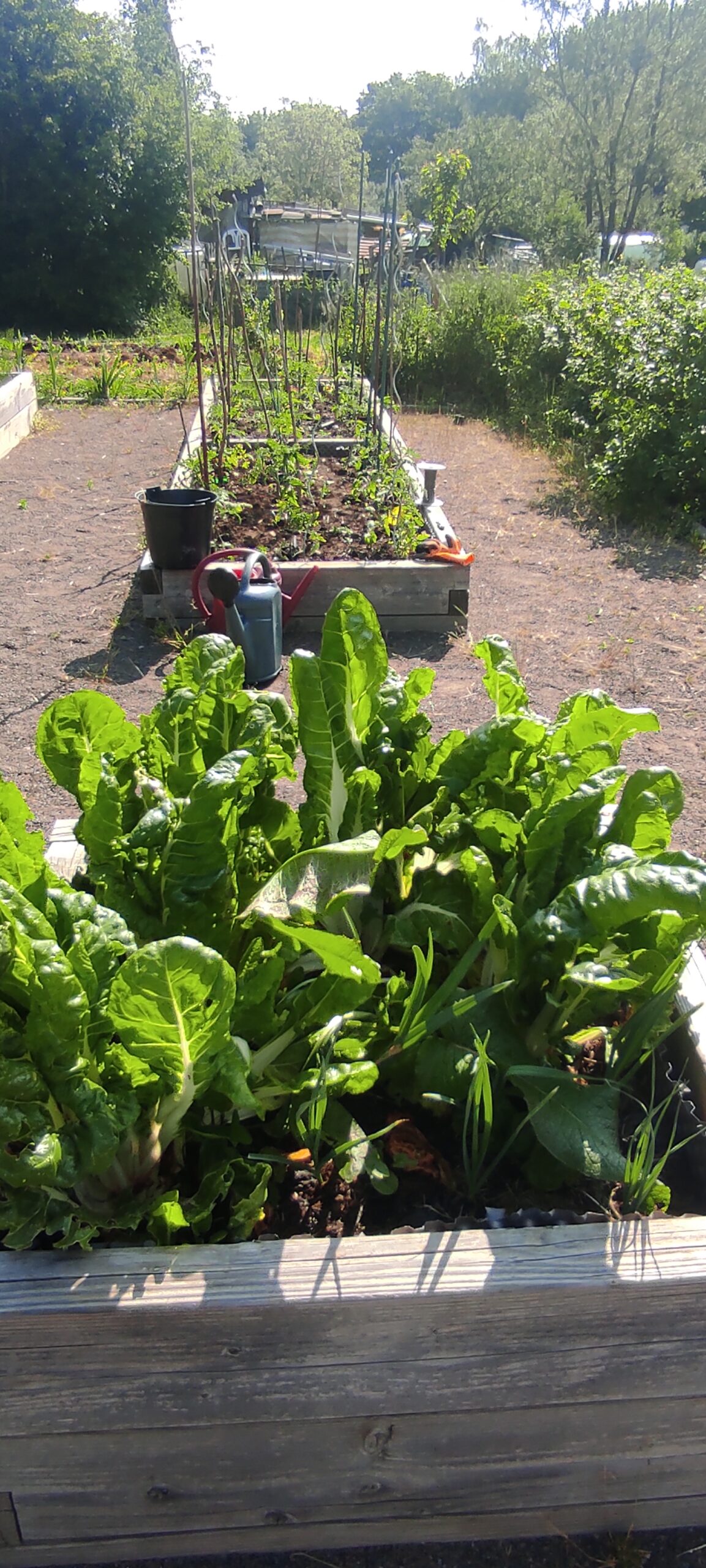 Jardin intergénérationnel des Forges bacs de cultures