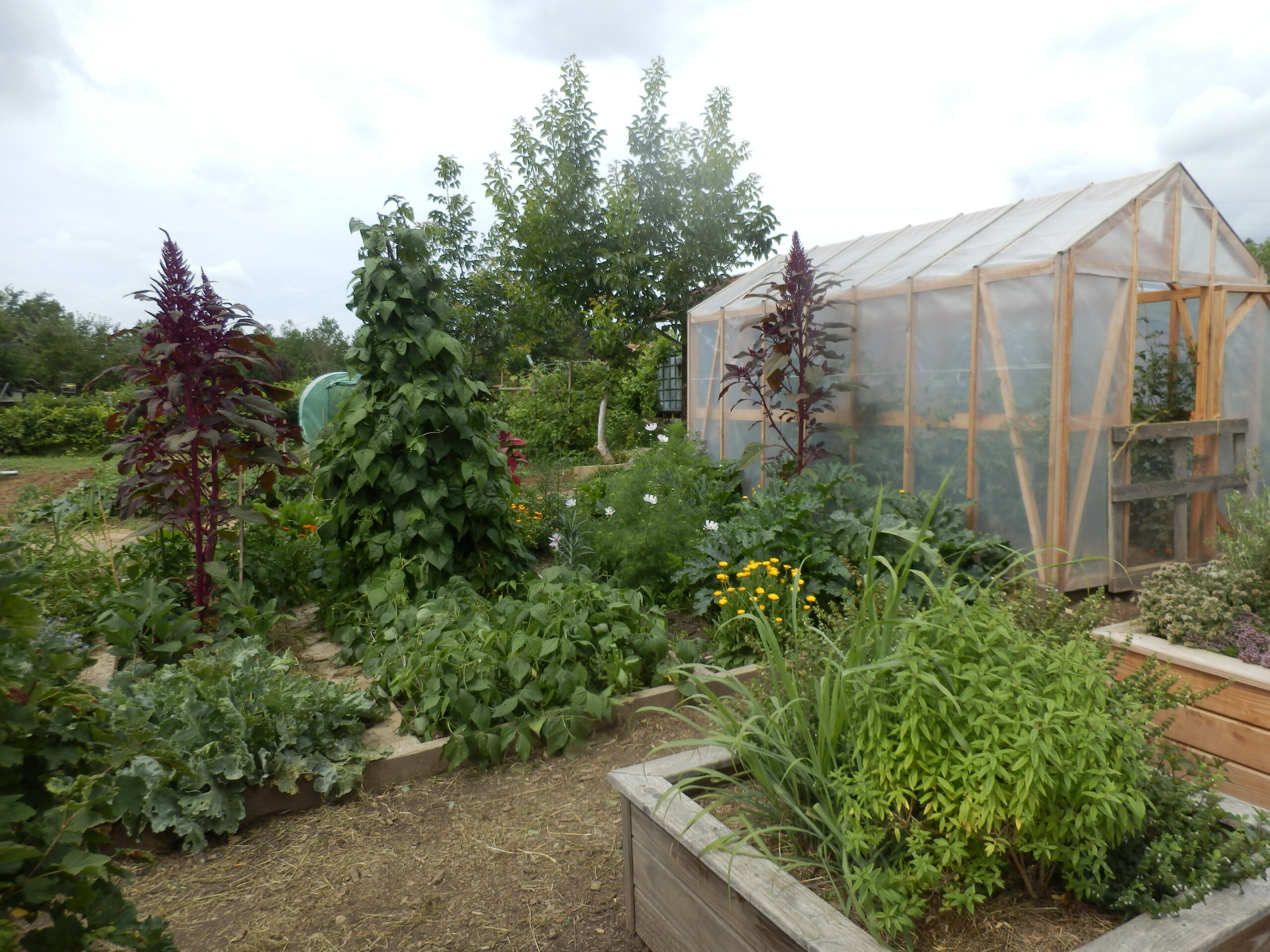 Serre et potager en juillet-jardin-douce