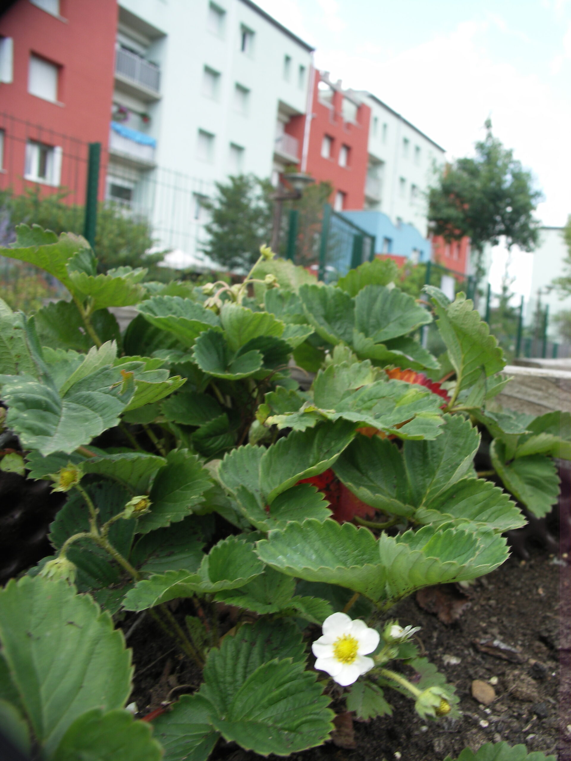 Fleur de fraisier en pied d'immeubles