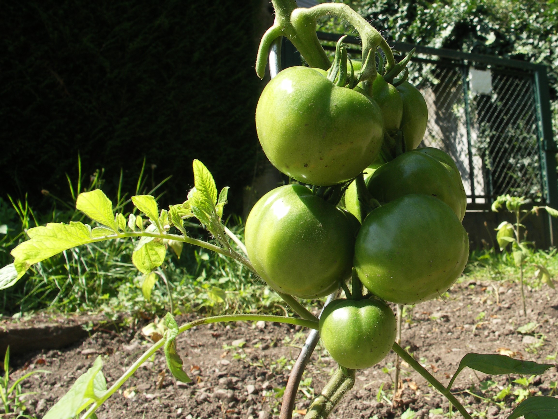 Graffiti-les-tomates-n'ont-plus-qu'à-mûrir