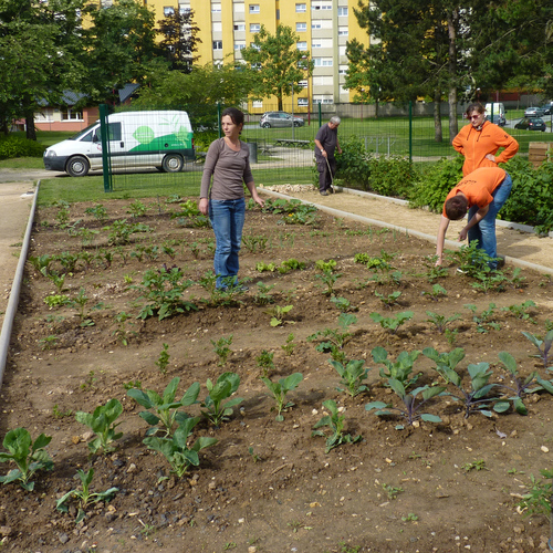Aux Glacis ça plante aussi