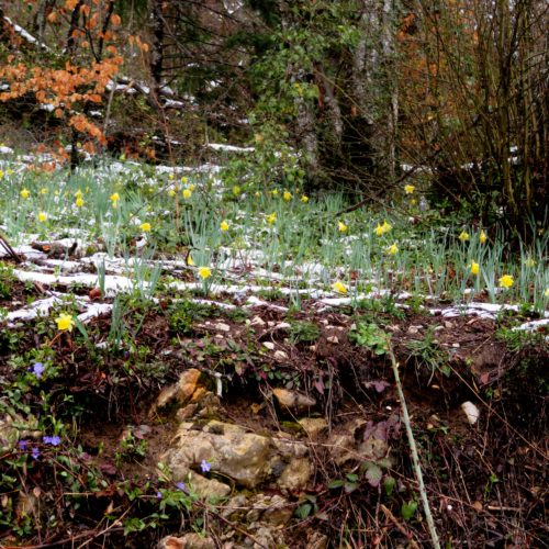 jonquilles et pervenches