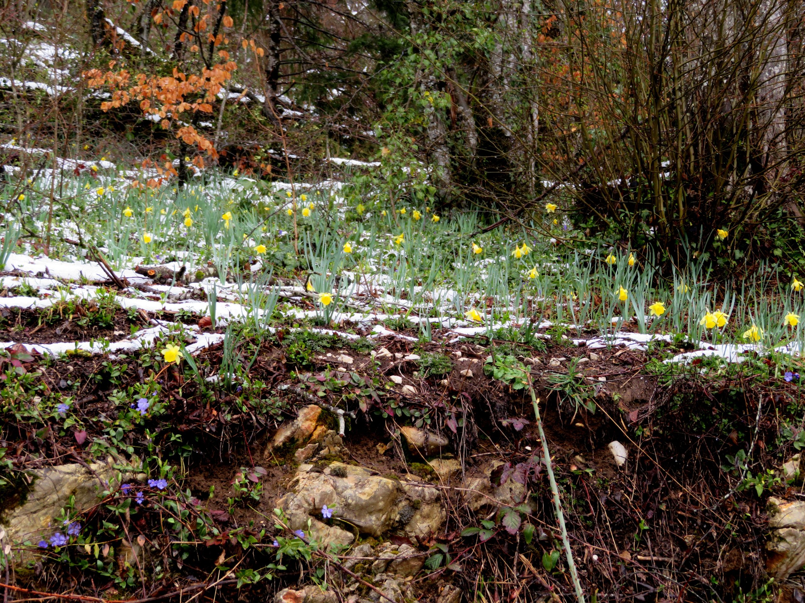 jonquilles et pervenches