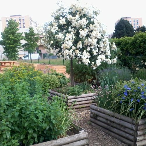 Les carrés d'herbes aromatiques