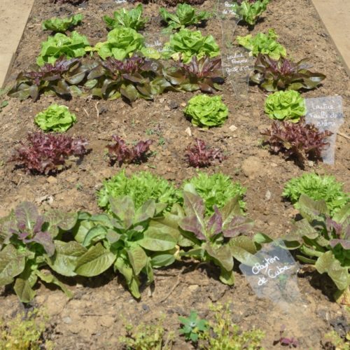bande de salades