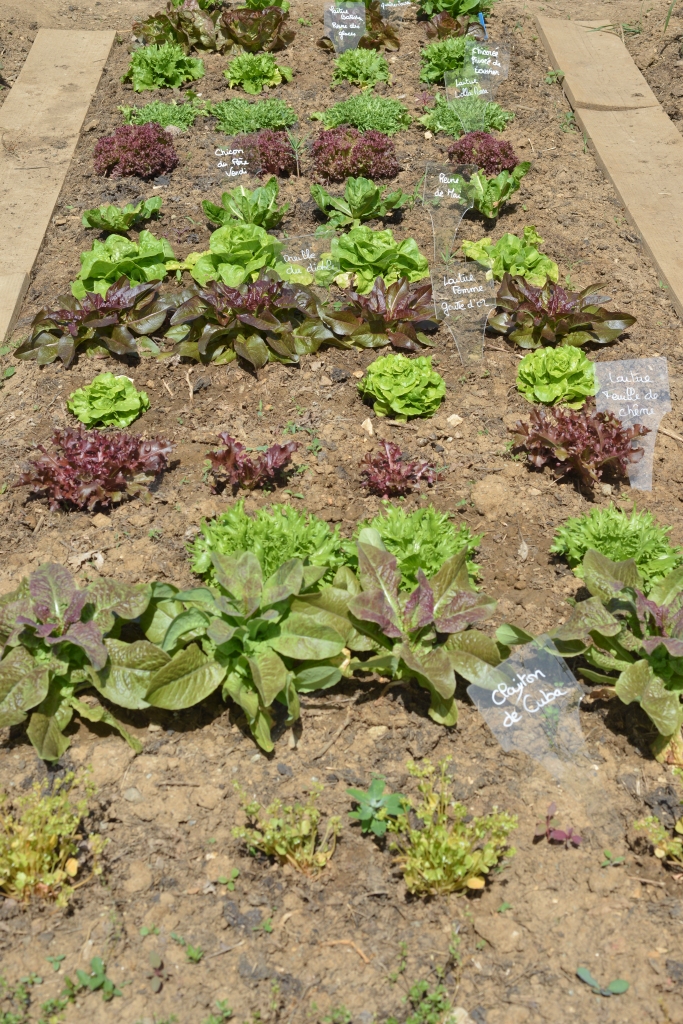 bande de salades