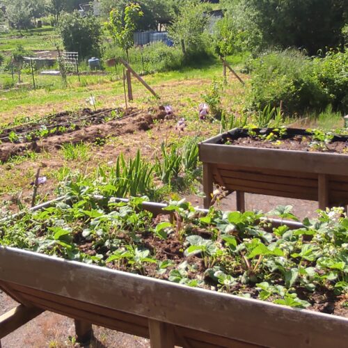 Jardin Intergénérationnel des Forges au coeur des jardins ouvriers