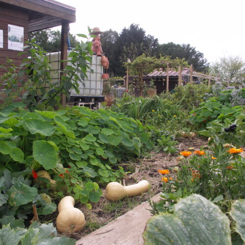 la-gardienne-veille-sur-le-potager